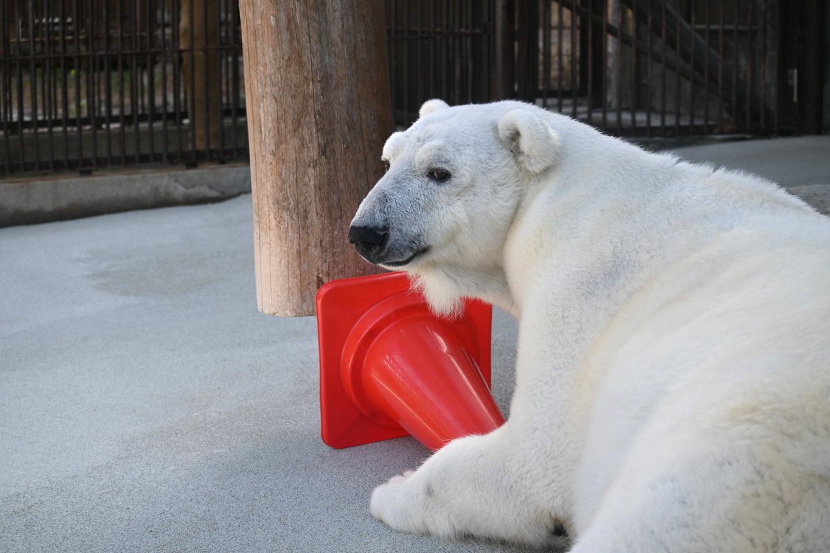 愛媛県立とべ動物園【公式】 tweet media