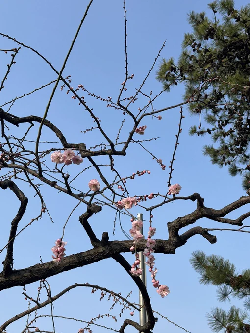ようやく梅を発見。今年初