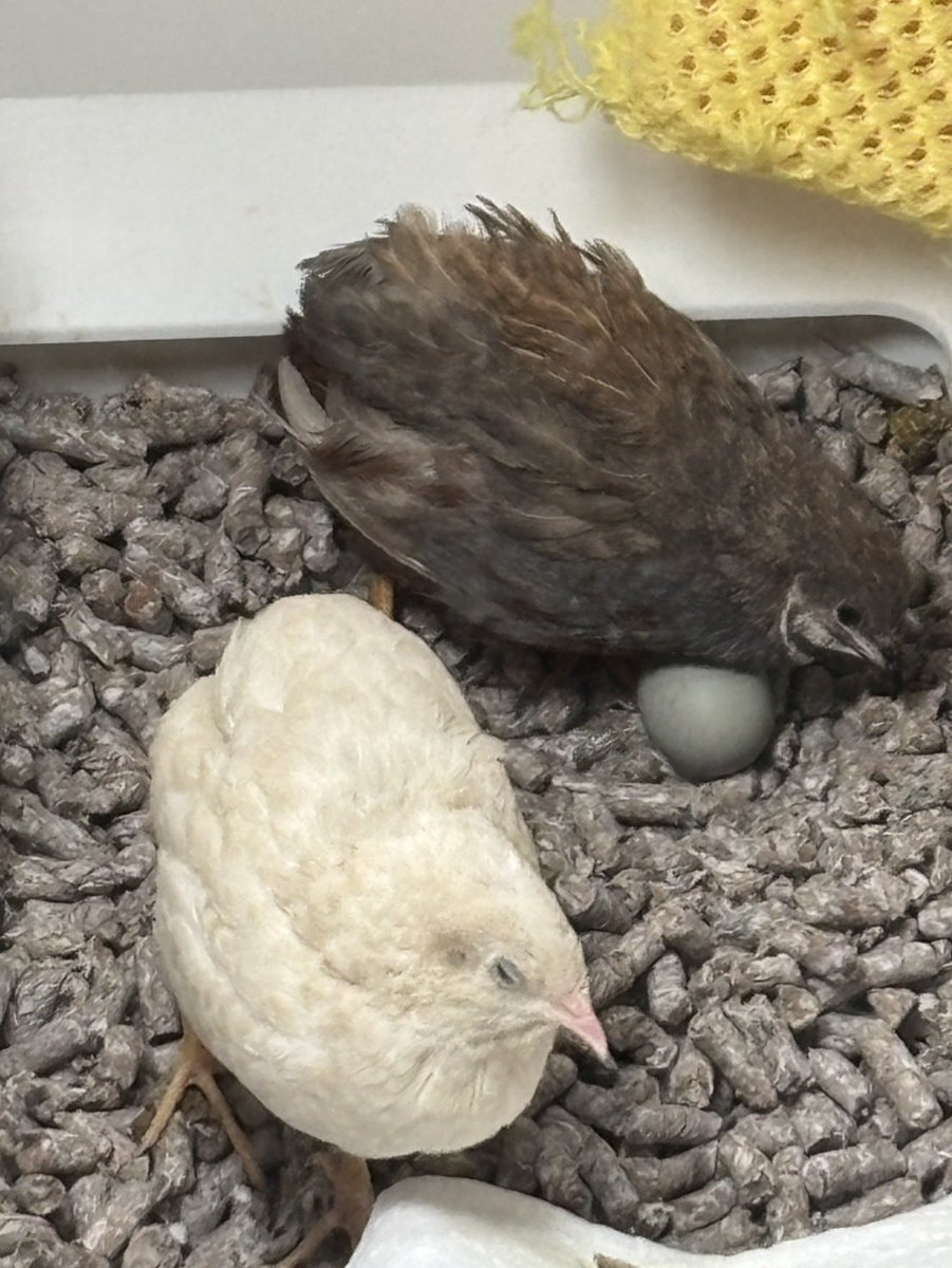 ゆゆうずら tweet media