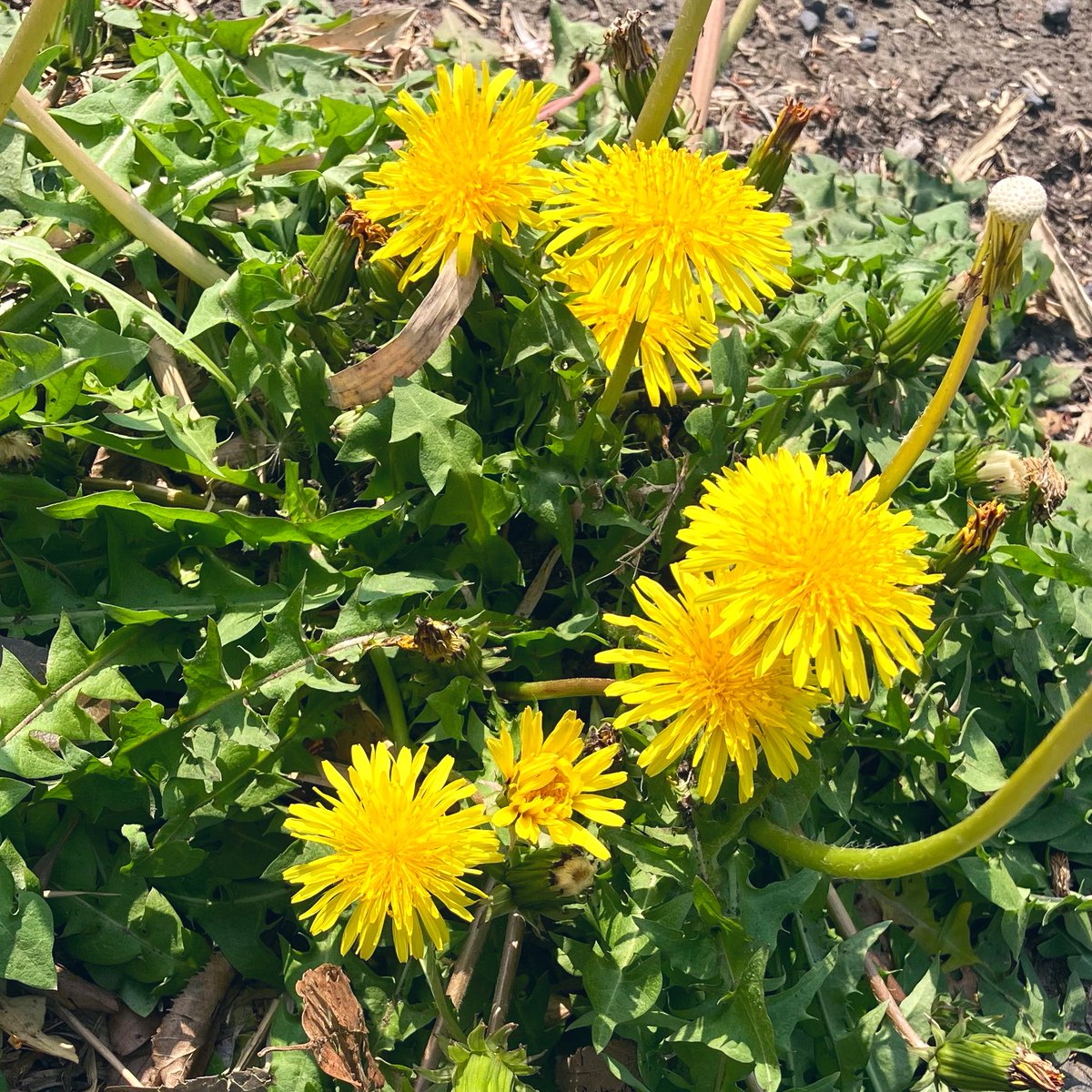 まぁ ฅ tweet media