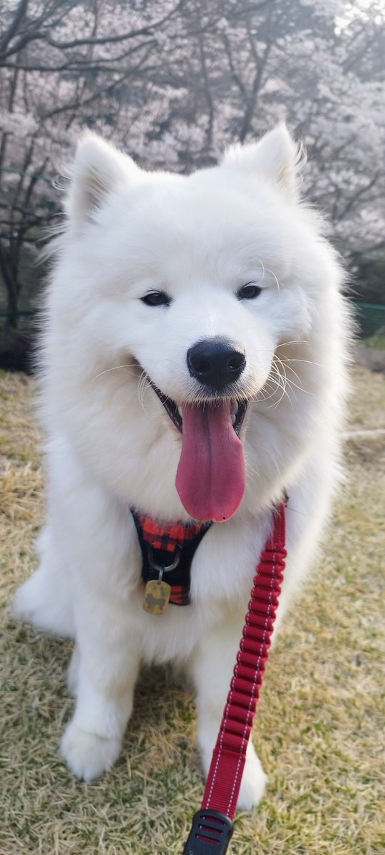 ドウザケ tweet media