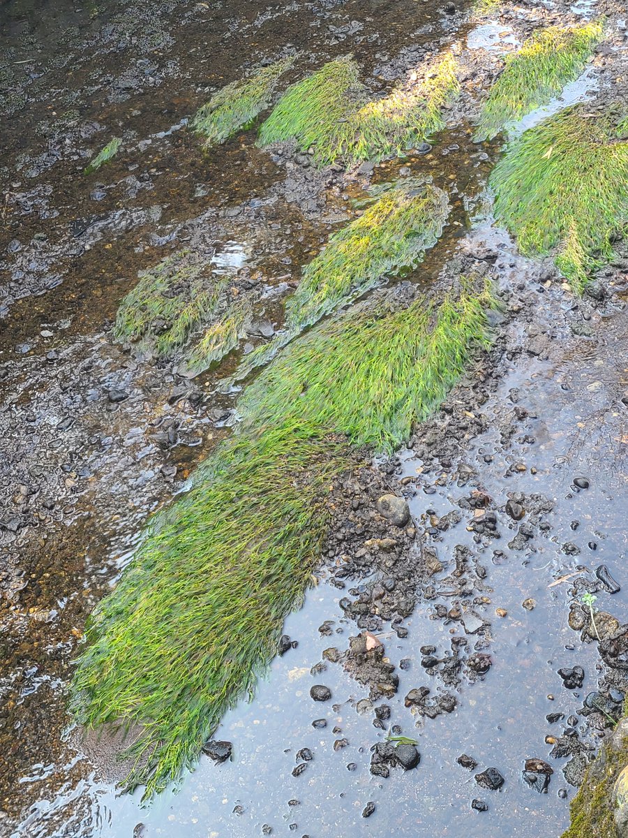 白石梅花藻姫(公式) tweet media