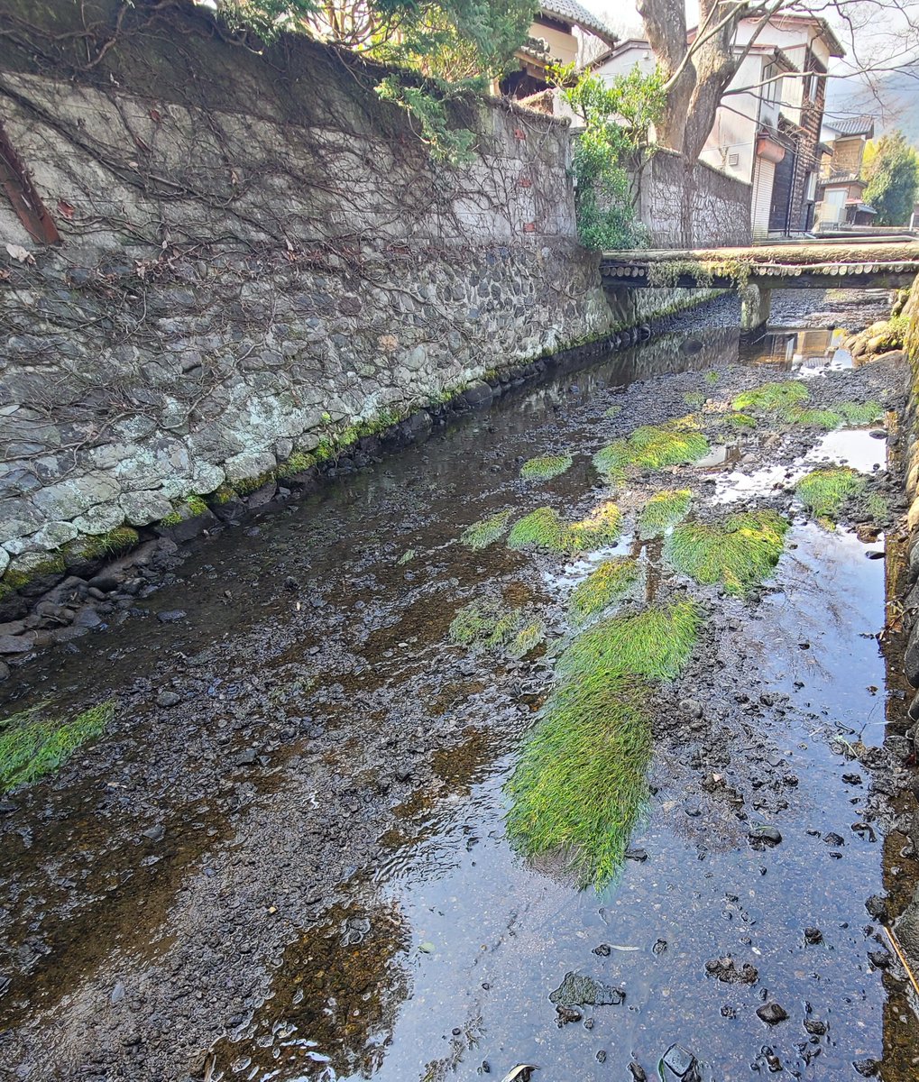 白石梅花藻姫(公式) tweet media