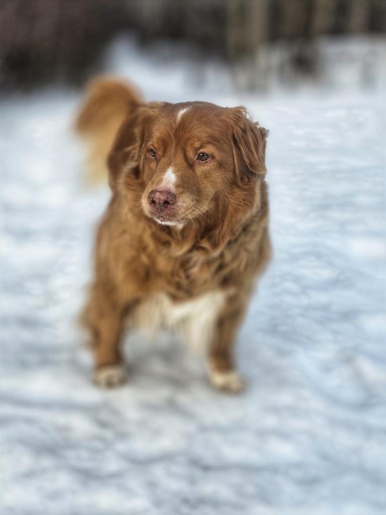 Walkin' The Dog tweet media