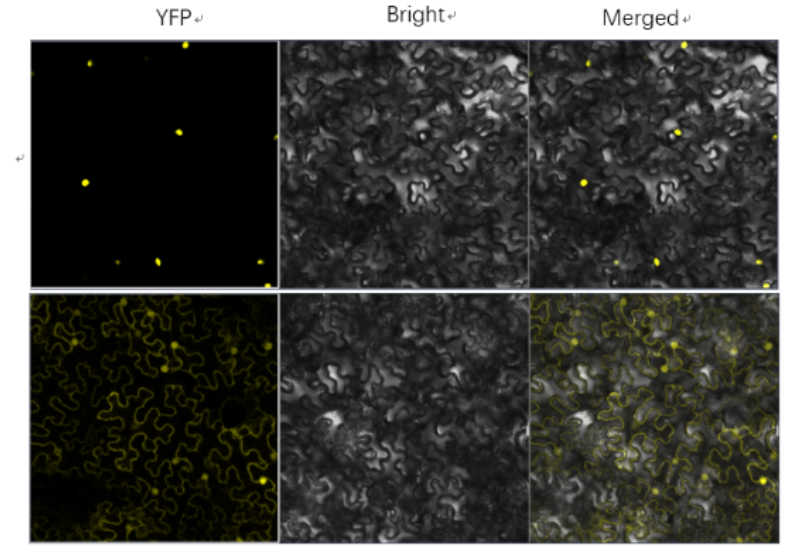BiFC is a common method to study protein–protein interactions. This article covers the full workflow, tips, and best practices—worth saving! We also offer cost-effective BiFC services.
👉Read more: ybiohub.com/%E7%94%9F%E7%8…