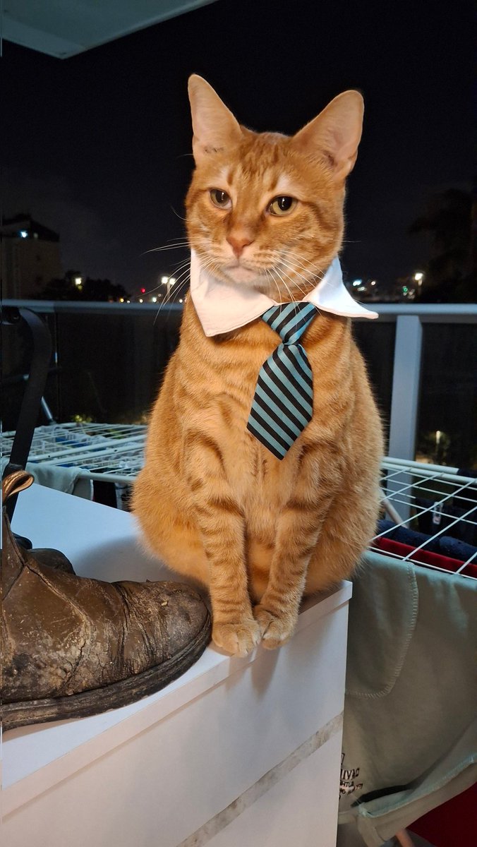 סלנדרמן tweet media