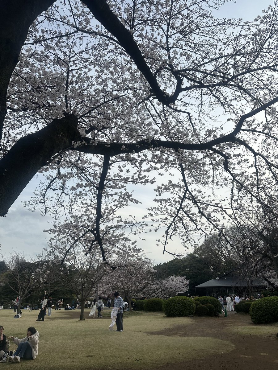 MacArthur-chan (マッカーサーちゃん) tweet media