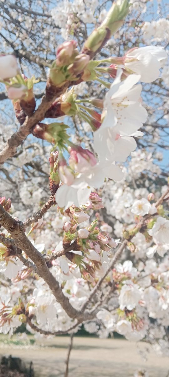 mi7ka24's tweet photo. #桜
#春
#菜の花

昨日見てきたよ
楽しかったけどヘトヘトに疲れちゃった https://t.co/W4ysOcUT45