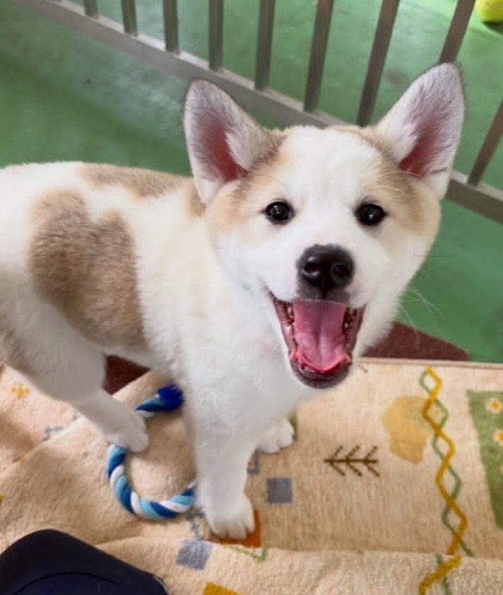 ただの猫ゃで tweet media