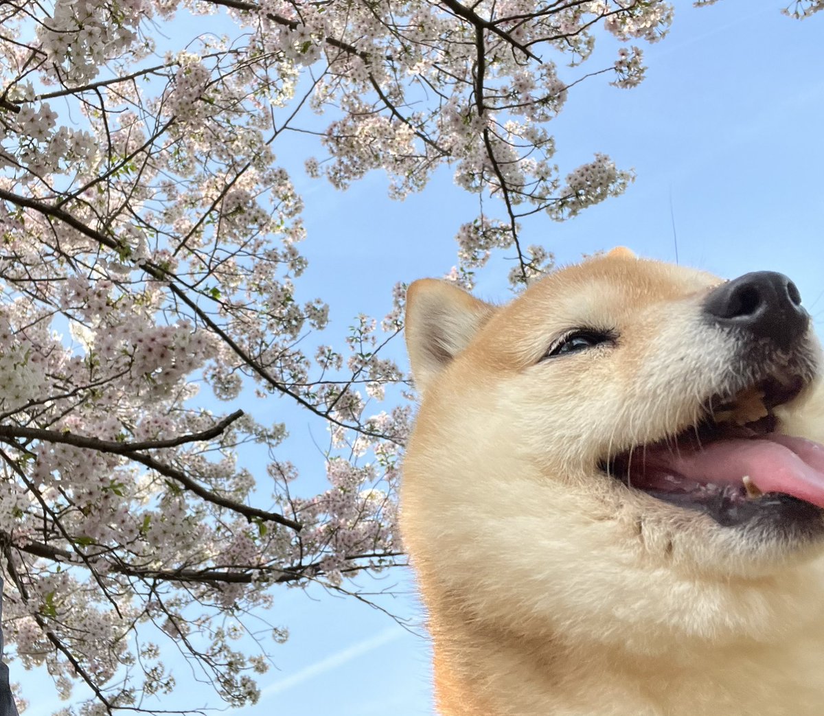 杏泉しのぶ@໊ 𝕤𝕙𝕚𝕟𝕠𝕓𝕦 𝕒𝕫𝕦𝕞𝕚 tweet media