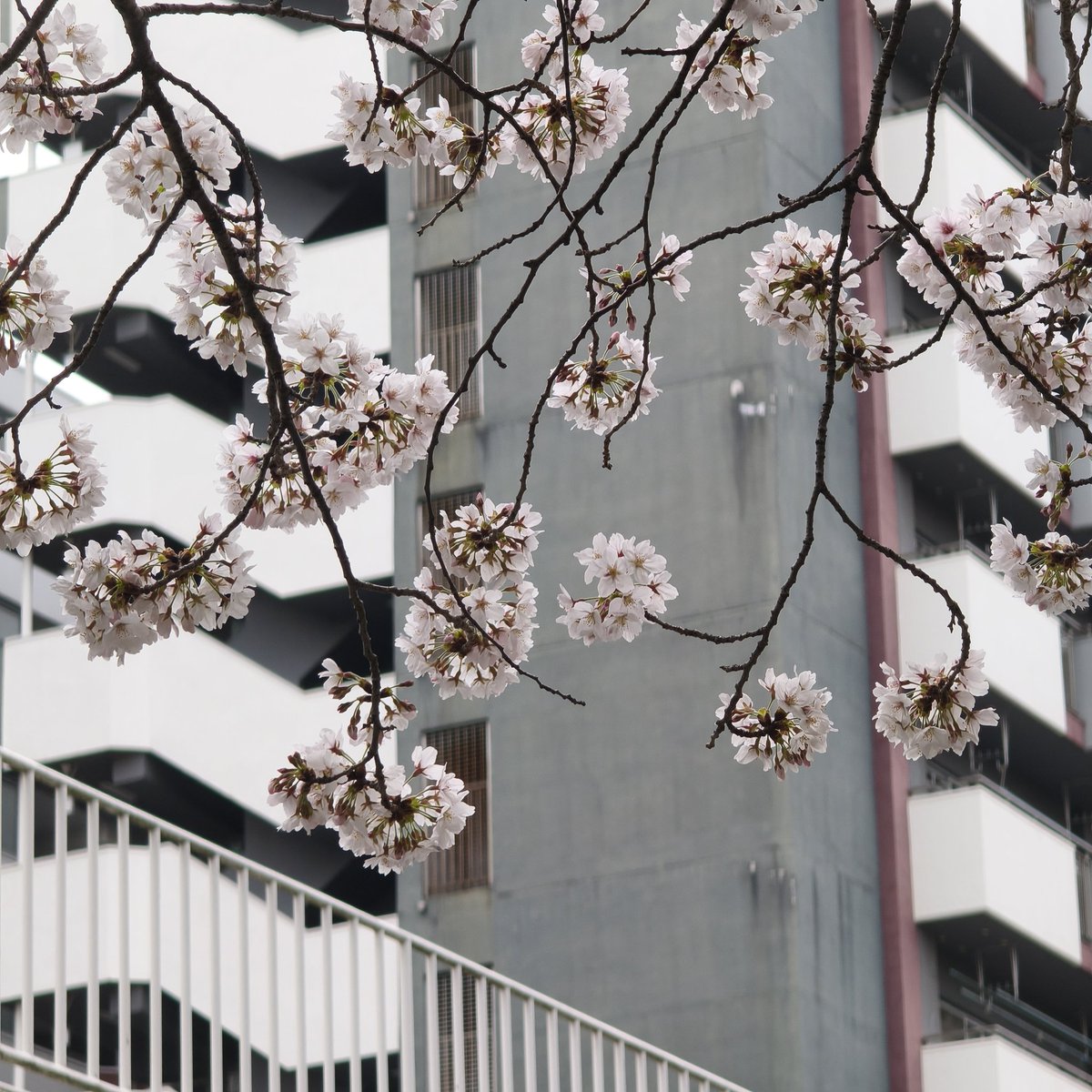 majiro002 tweet media