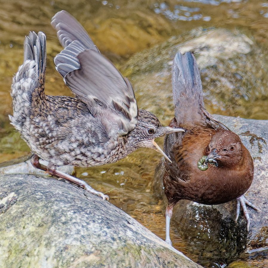 ポークジンジャー tweet media