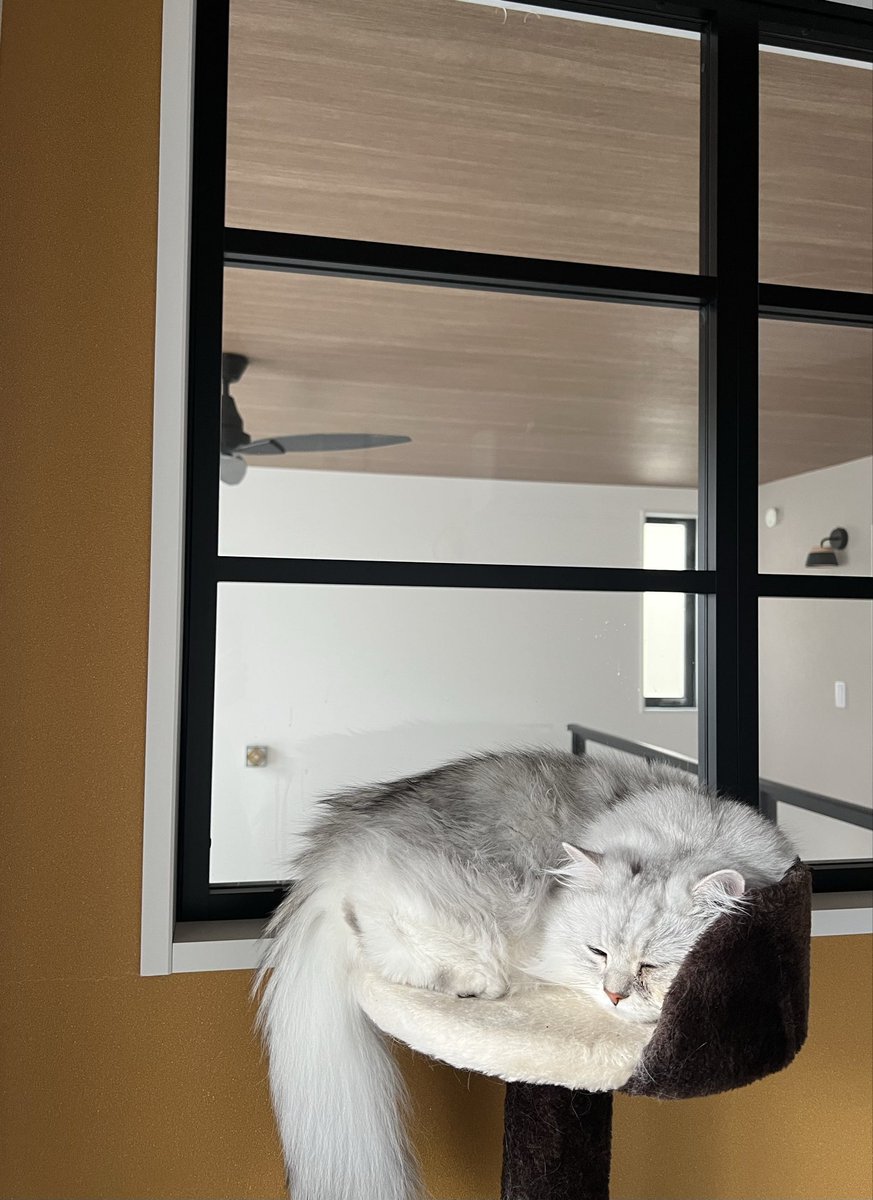 moja_moja0116's tweet photo. 本日在宅だぞ。
実は猫を飼い始めて5ヶ月😊
在宅の時は近くでず〜っと寝てるぞ💤
たまには家の中パトロールして運動してほしいぞ。 https://t.co/7pqw6zXtxz