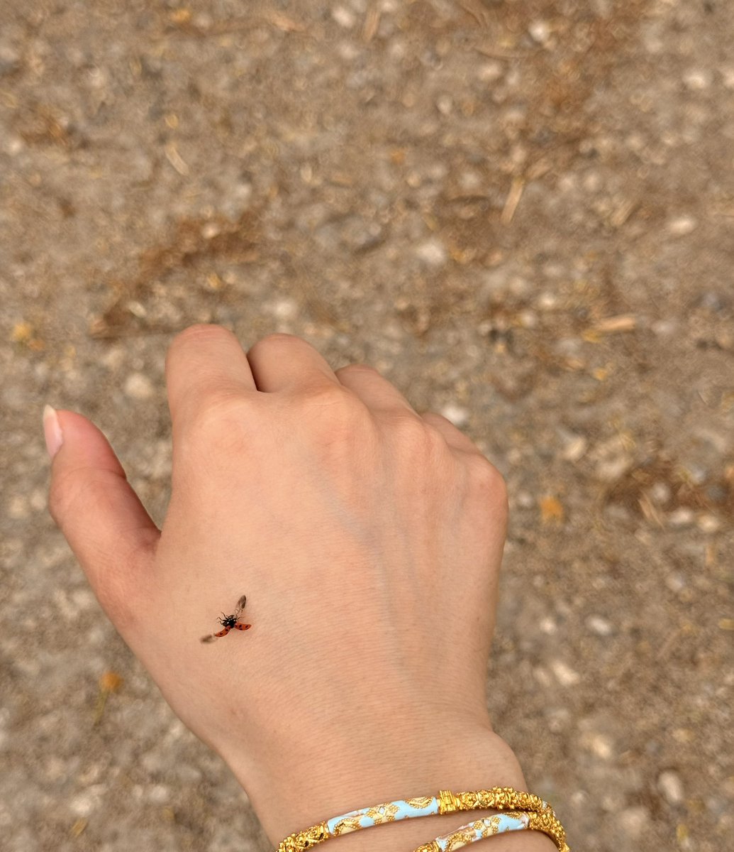 دعسوقه🐞 tweet media