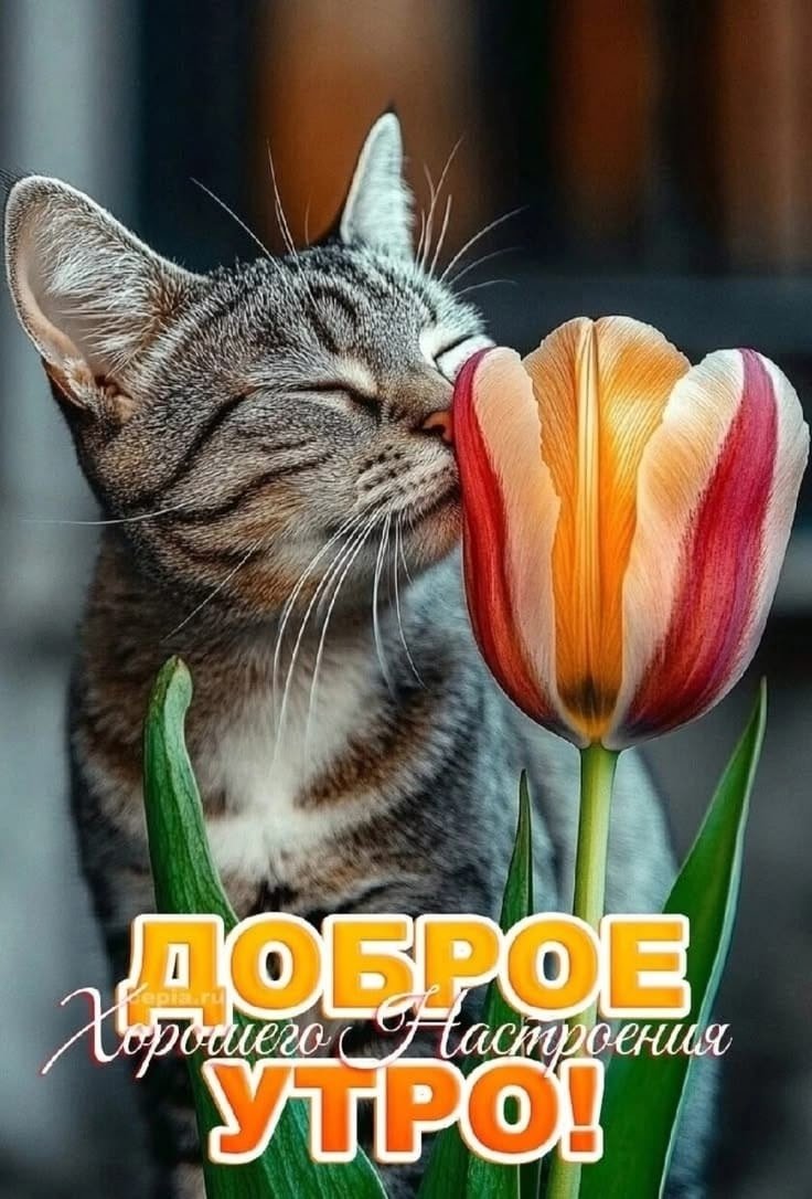 Елена Р. tweet media