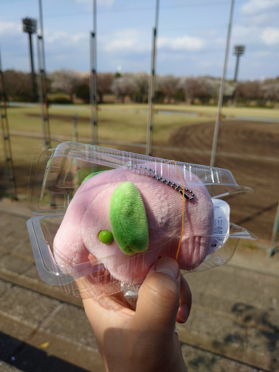 お花見🐘🌸✨
<a href="/domdom_pr/">ドムドムハンバーガー</a>
さくらもち、どむこ、いっくん、にっくん、課長、とまぞう

#ドムドムバーガー
#大泉学園
#大泉中央公園