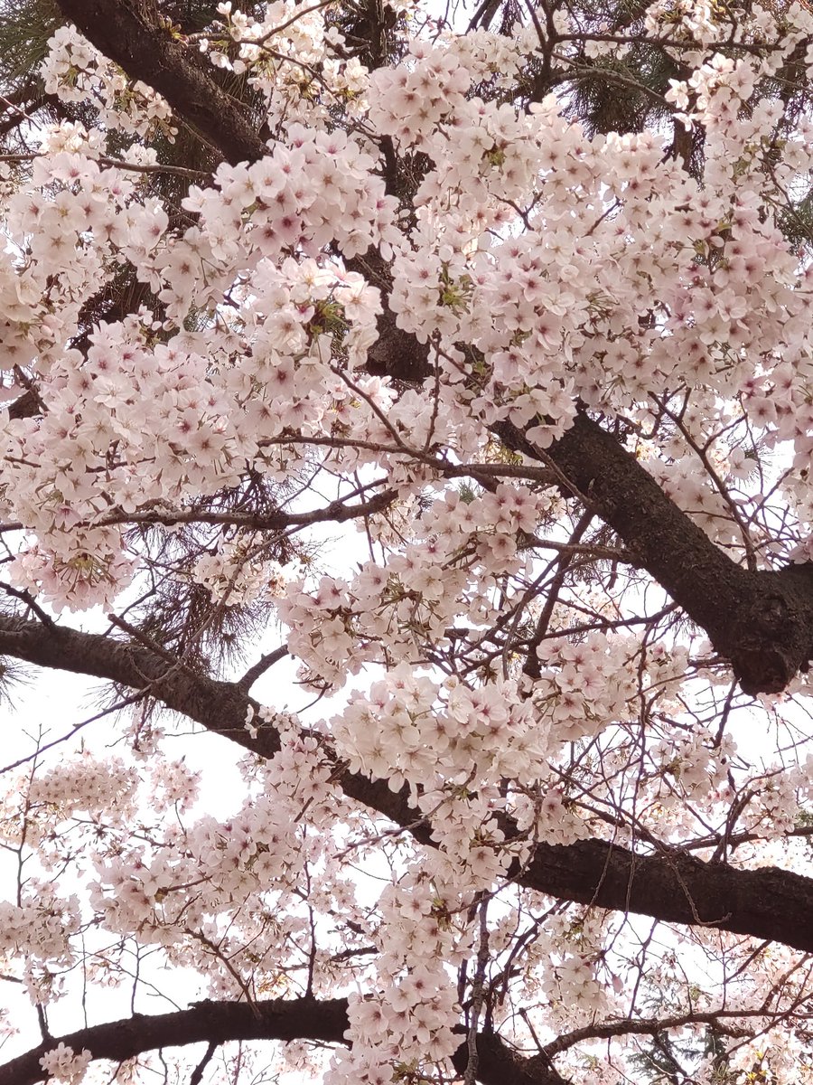 禅心博道 tweet media