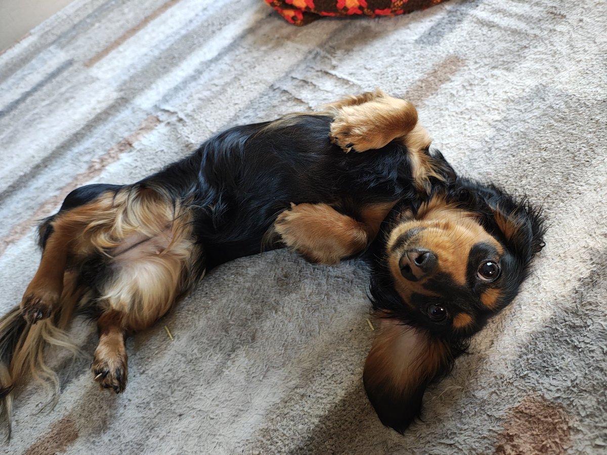 キョウノスケ tweet media