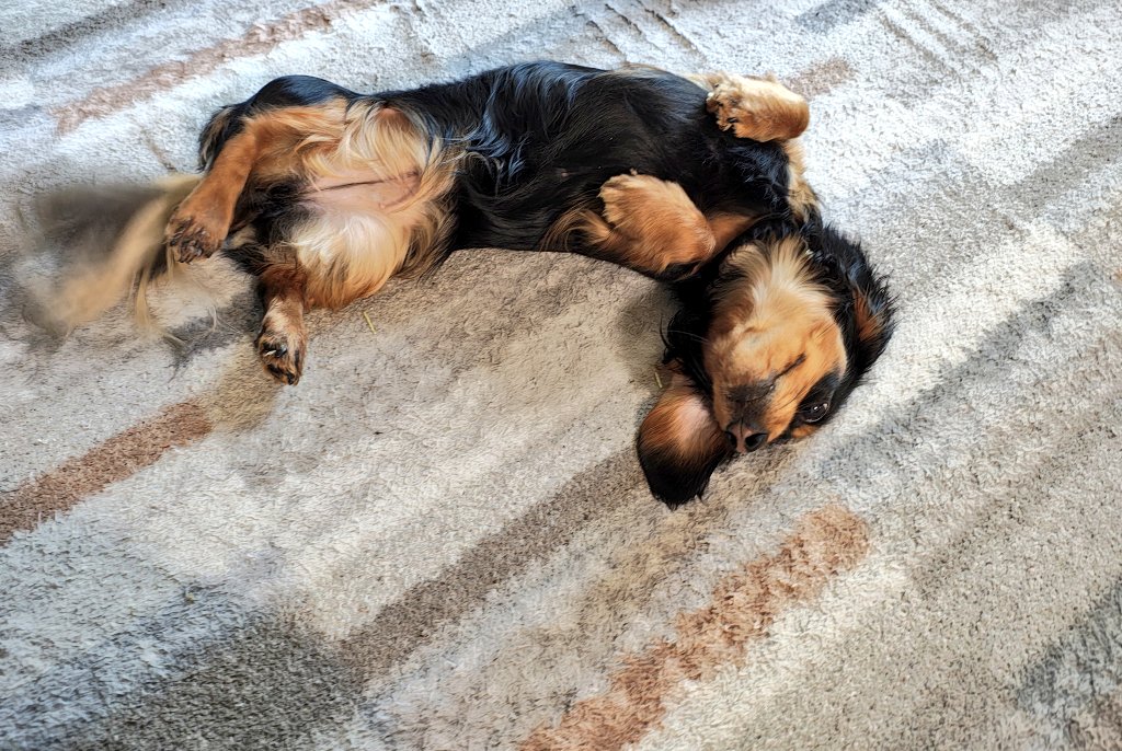 キョウノスケ tweet media