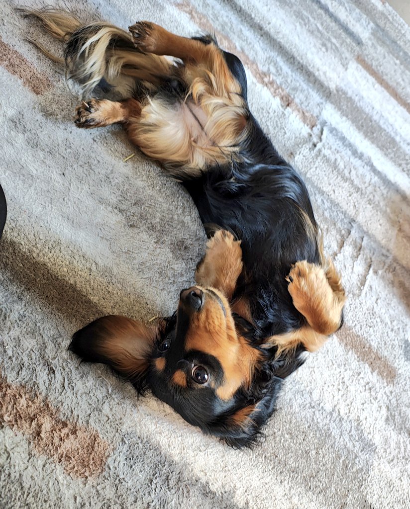 キョウノスケ tweet media