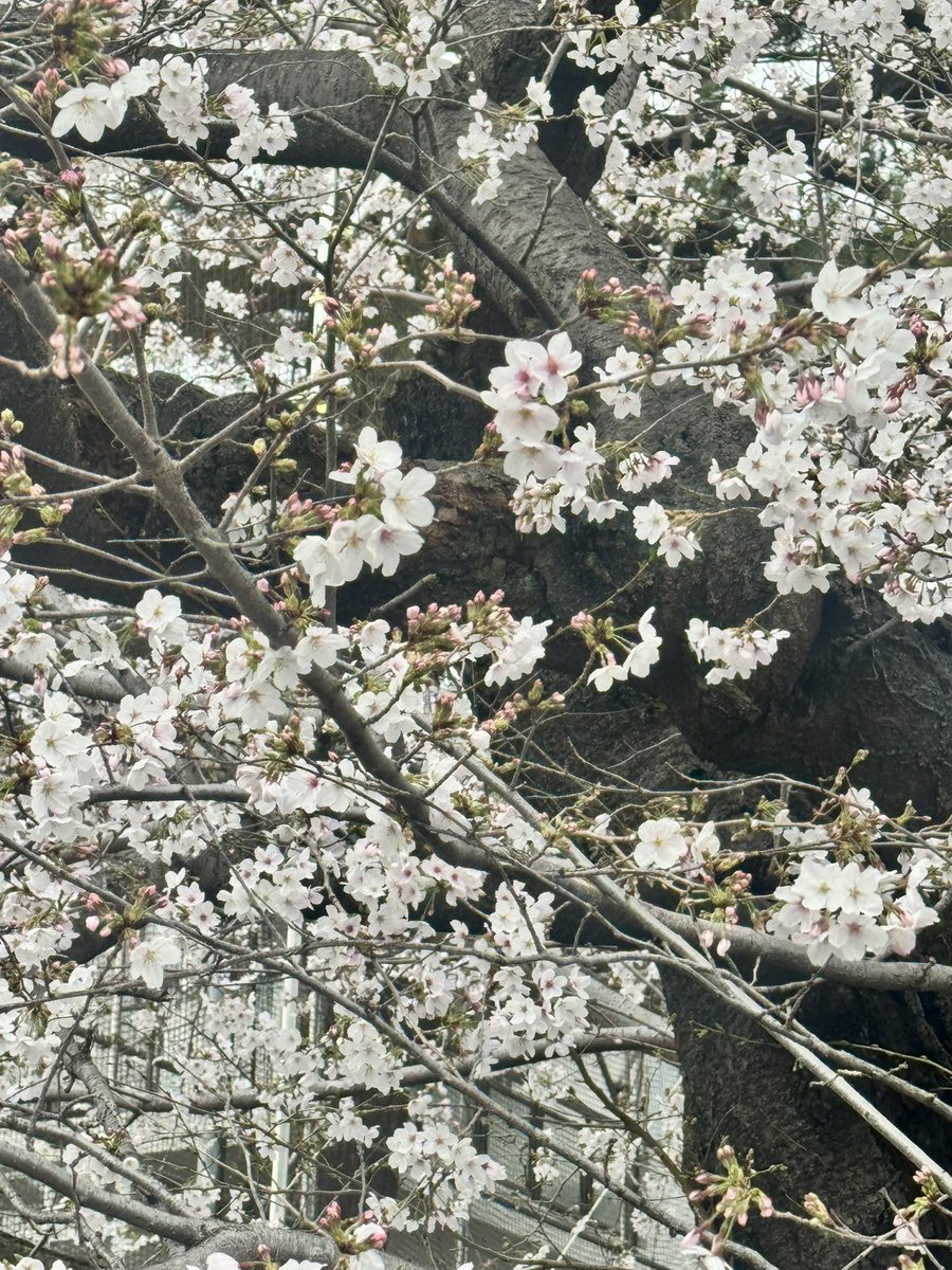 古崎晃 tweet media