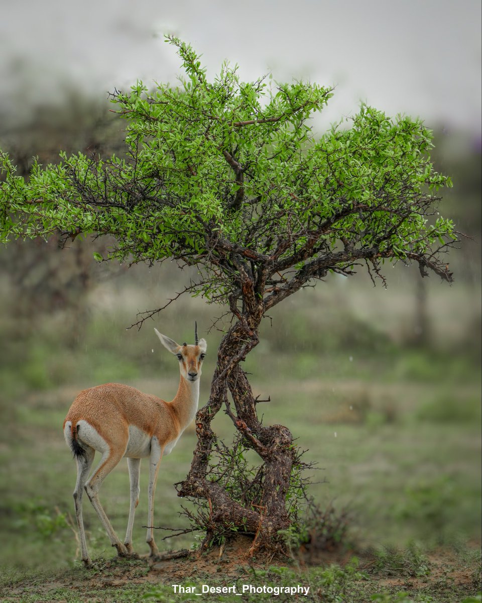 Thar_Desert_Photography tweet media