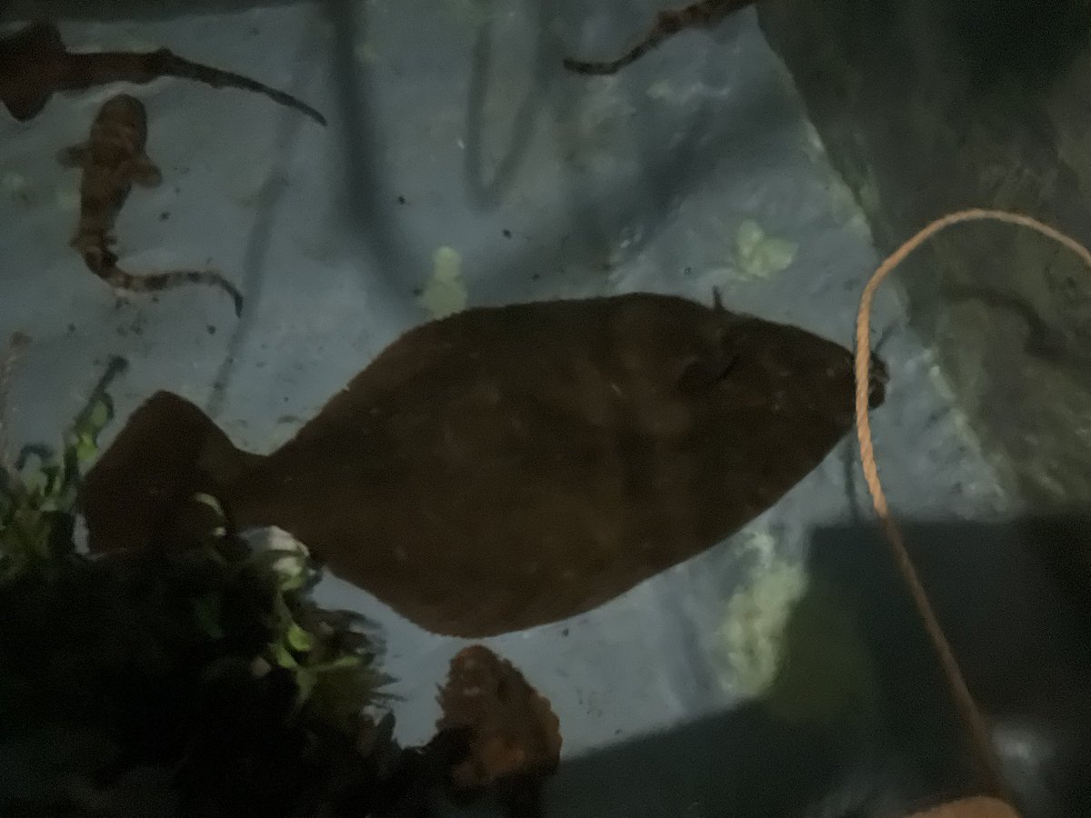 寺泊水族博物館【公式】 tweet media