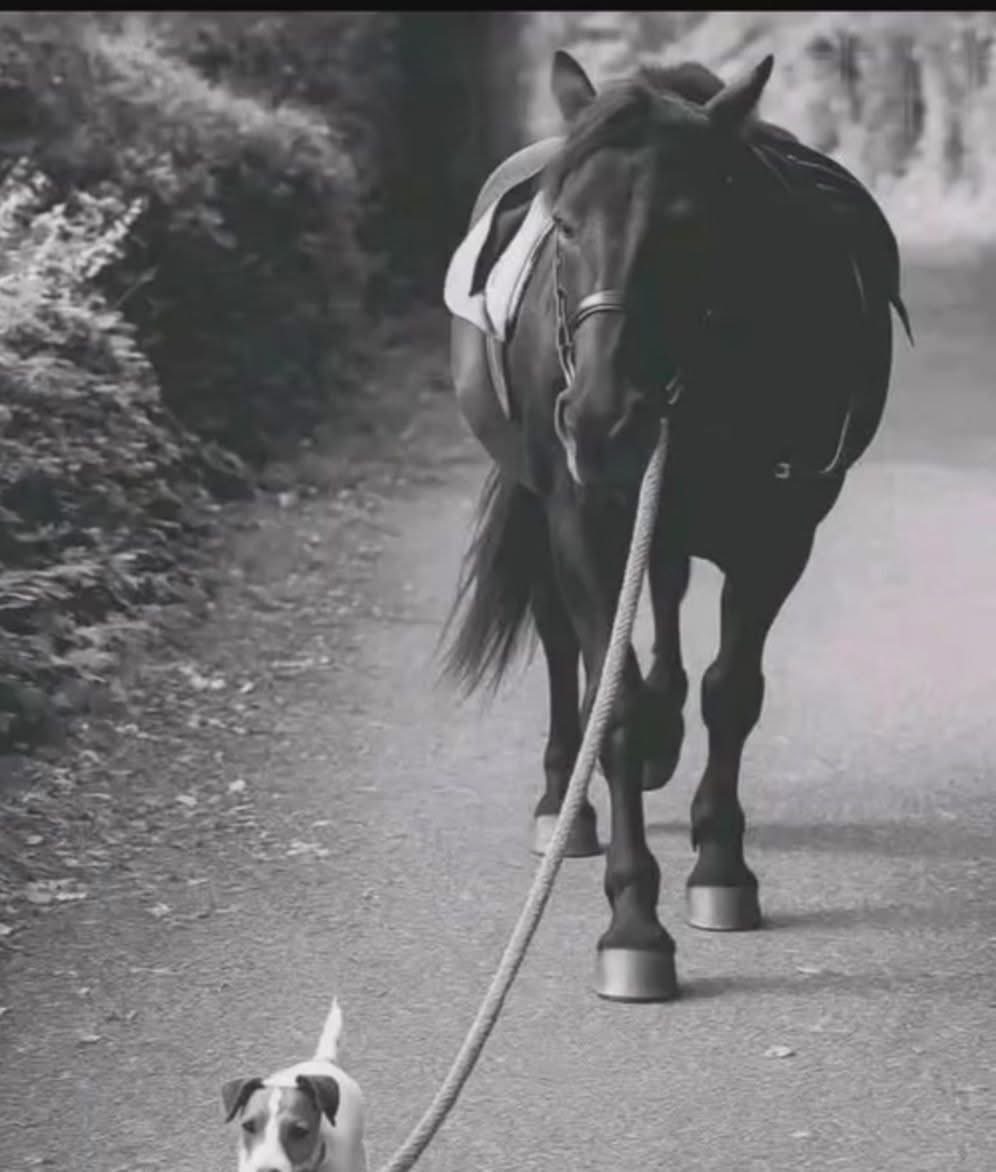 عقيًل بن محمد العقيًل( أبو أنس) tweet media