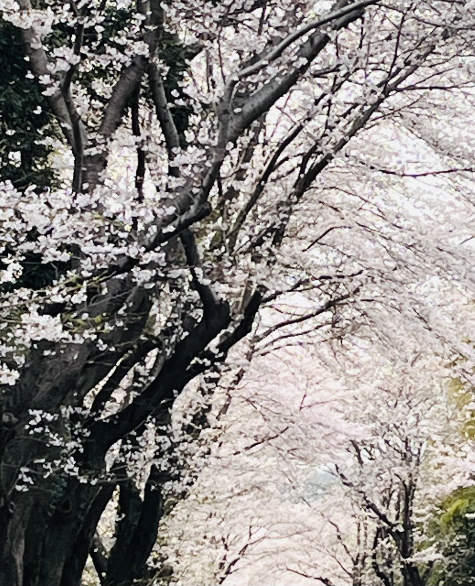 Carrie🌙 tweet media