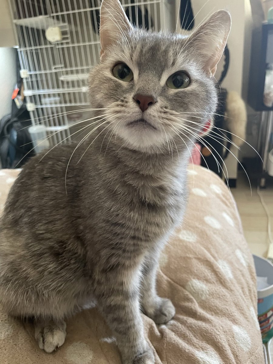 たりま姫 tweet media