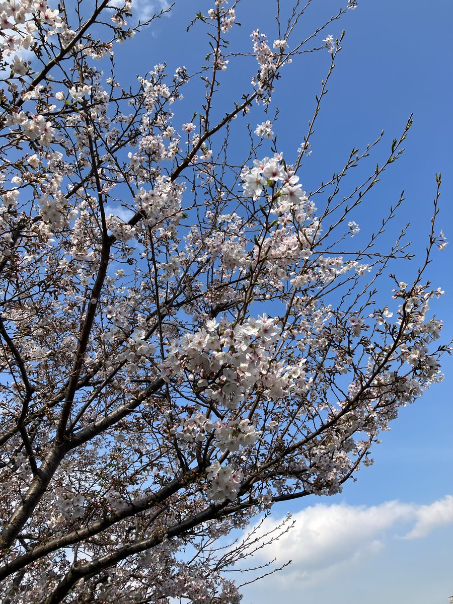 ぼうしゃ* tweet media