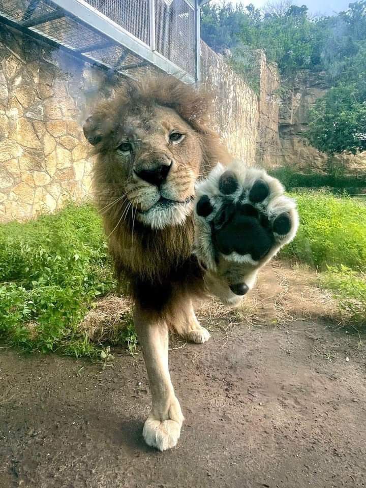 Jade Blossom Black🌱 tweet media