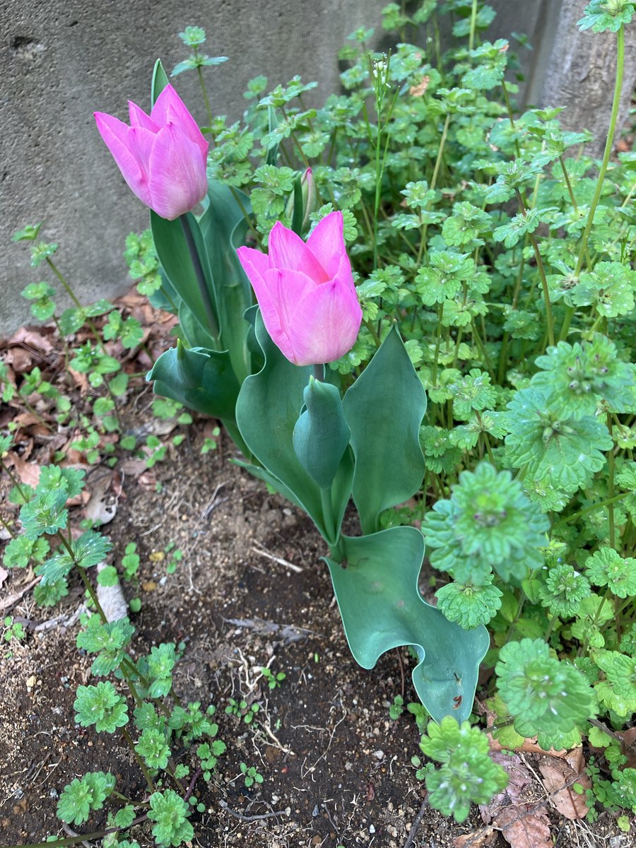 ぼうしゃ* tweet media