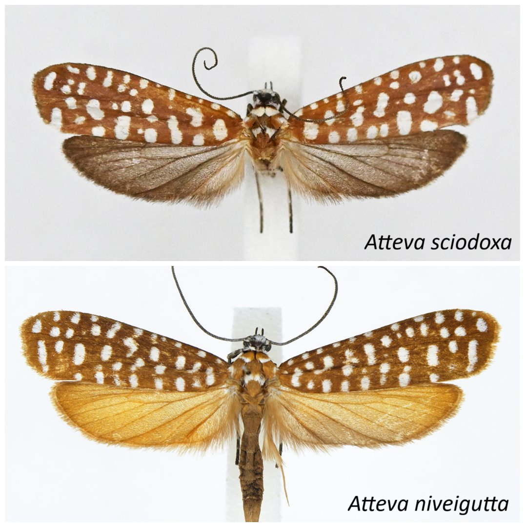 BioDataJournal's tweet image. 🦋Two species of #tropical ermine #moths of the genus Atteva have been recorded for the first time in Laos: 𝘈. 𝘯𝘪𝘷𝘦𝘪𝘨𝘶𝘵𝘵𝘢 and 𝘈. 𝘴𝘤𝘪𝘰𝘥𝘰𝘹𝘢. 

These records are supported by #morphological characterization and #DNA barcodes: doi.org/10.3897/BDJ.14…