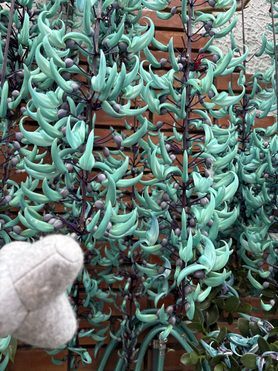 ポム森＠黒猫沖縄トライアル tweet media