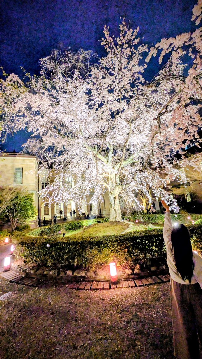 花街ぞめき、正脇良平 Ryohei Masawaki tweet media