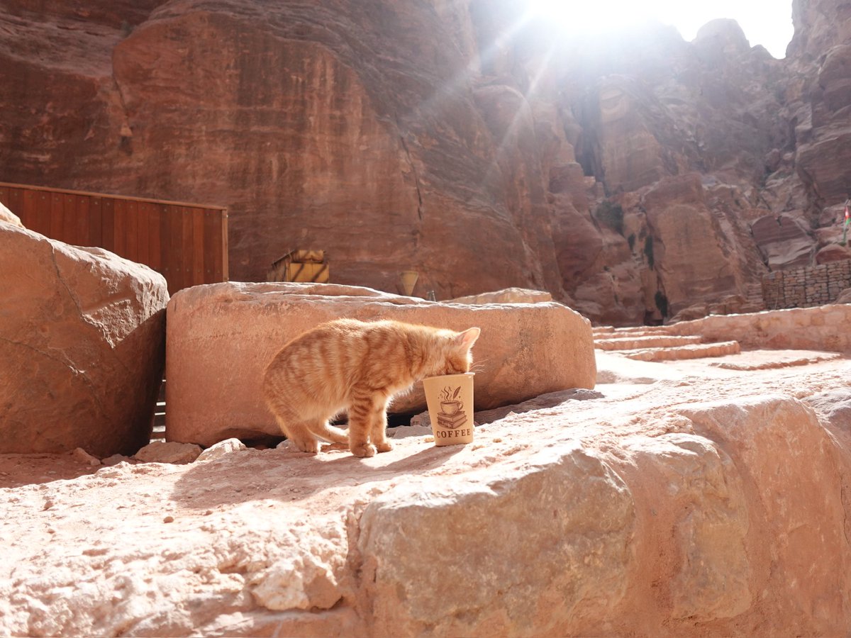 ぼっちちゃん tweet media