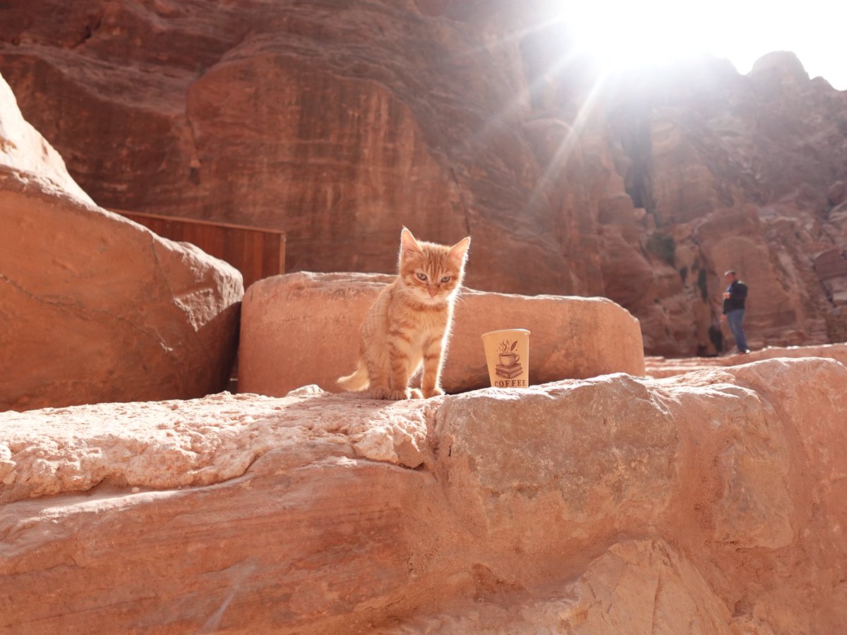 ぼっちちゃん tweet media