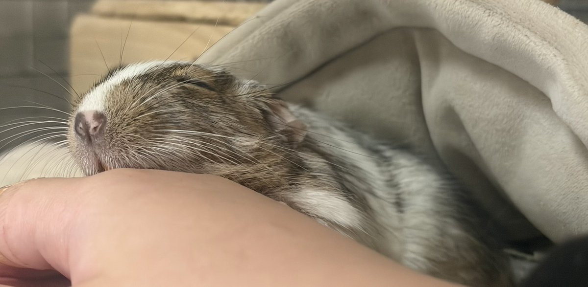 ぱぴぽ tweet media