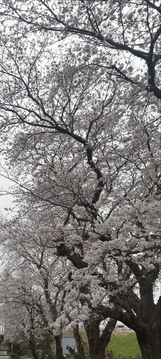 エリツィン tweet media