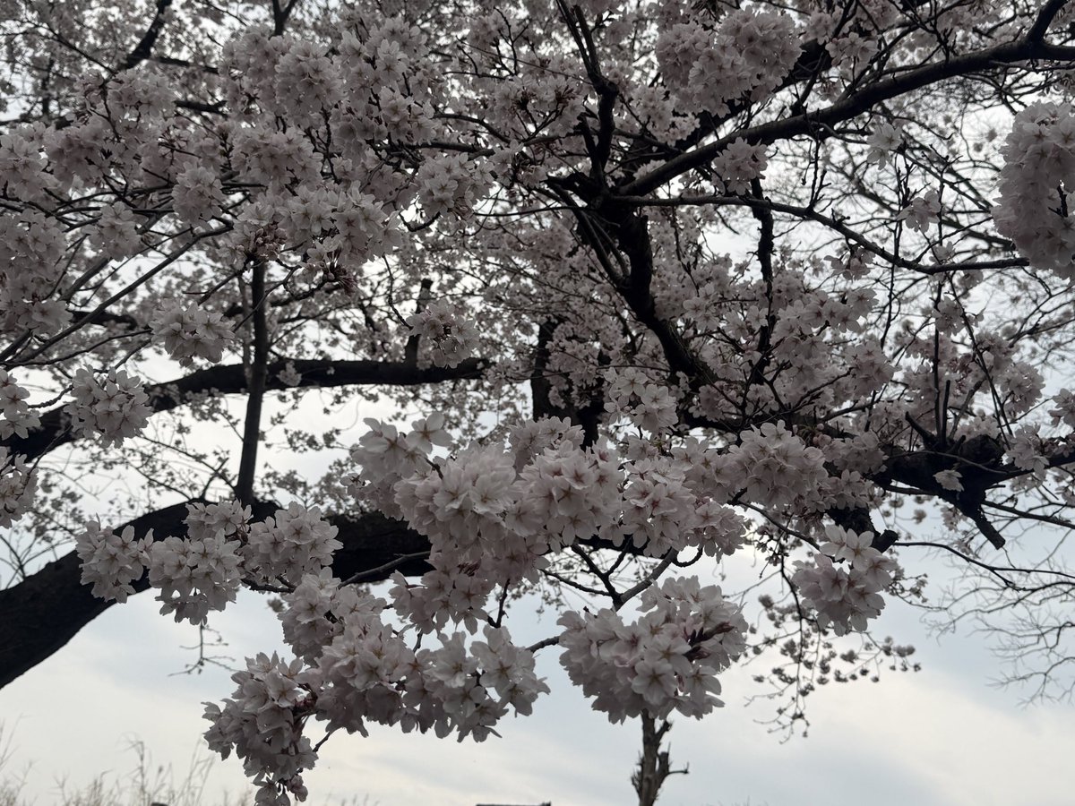 エリツィン tweet media