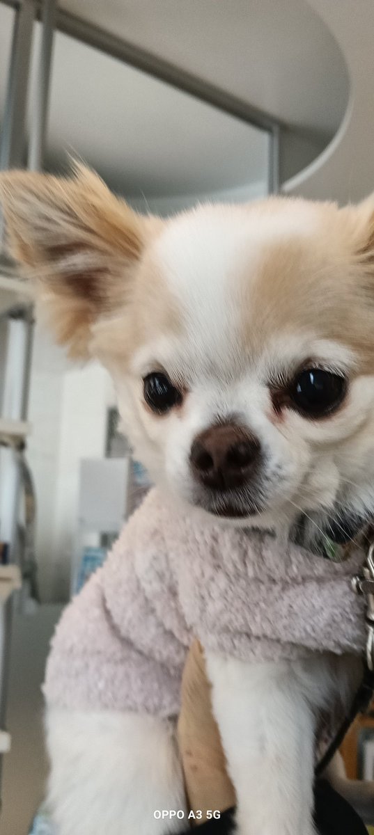 プティとアッシュのママ tweet media