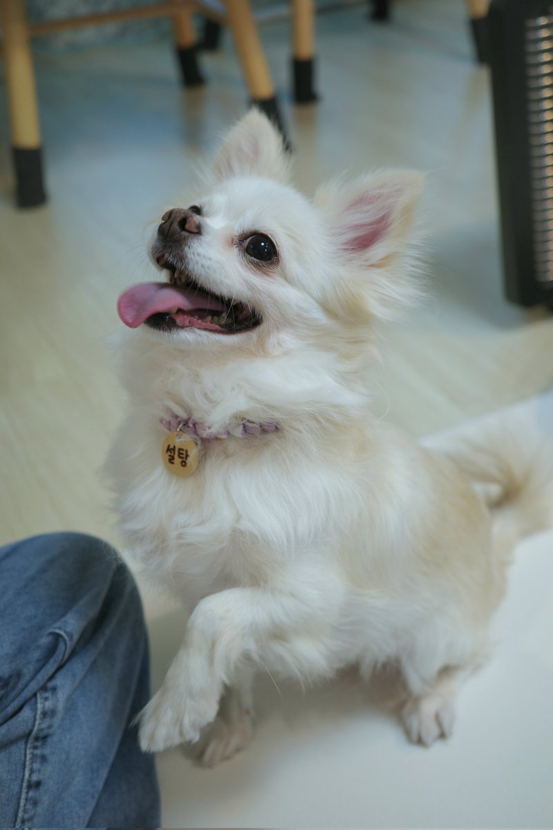 설탕이 가족찾아요🤍🥛 tweet media