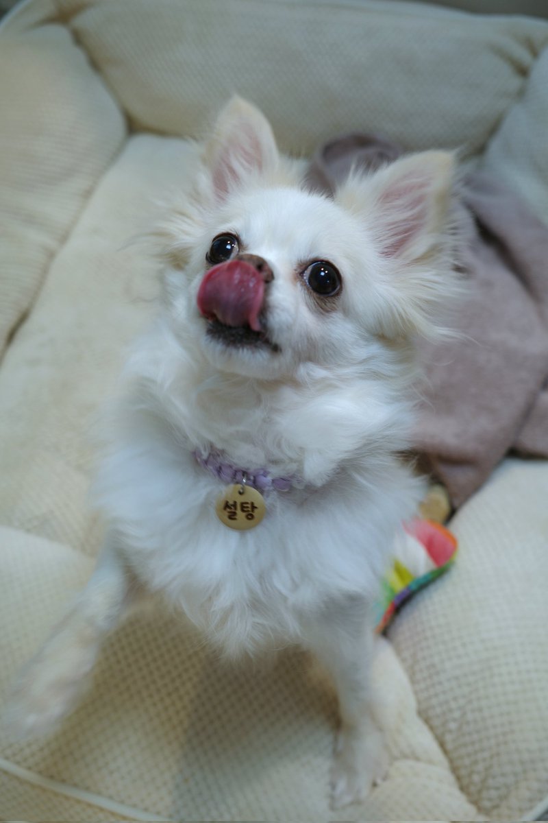 설탕이 가족찾아요🤍🥛 tweet media