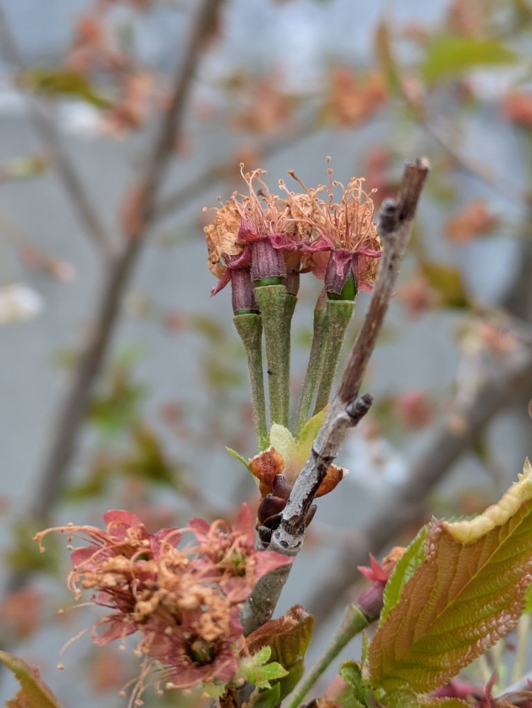 第七/dainana＠ご依頼受付中 tweet media