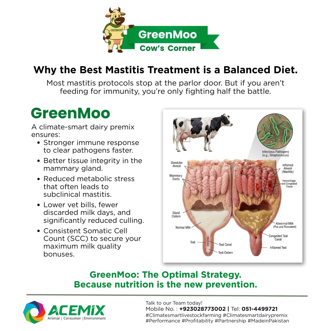 ACEMIX_OFFICIAL's tweet image. Nutrition is New Prevention. 🐄 Most mastitis protocols stop at parlor door. If you aren't feeding for immunity, you're only fighting half the battle. Build Internal Shield with #GreenMoo. ✅ Faster Pathogen Clearance ✅ Stronger Tissue Integrity✅ Lower SCC &amp;amp; Vet Bills #ACEMIX