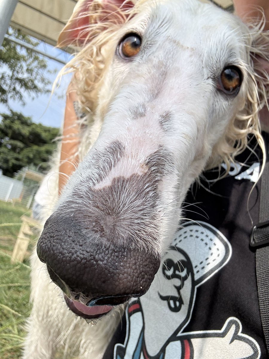 EmmaEmma_borzoi's tweet photo. なるほどゾイ https://t.co/rq8nIMYQzH