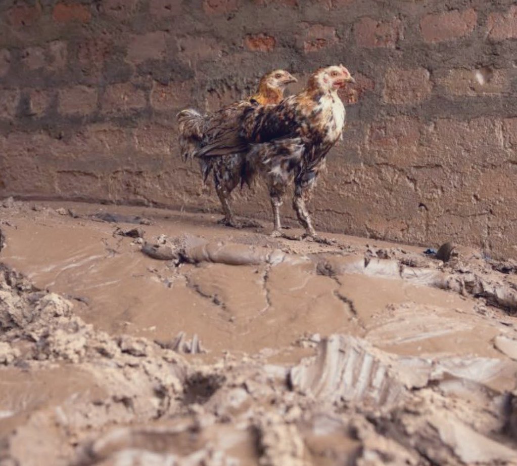 Iyalode🎙️ tweet media