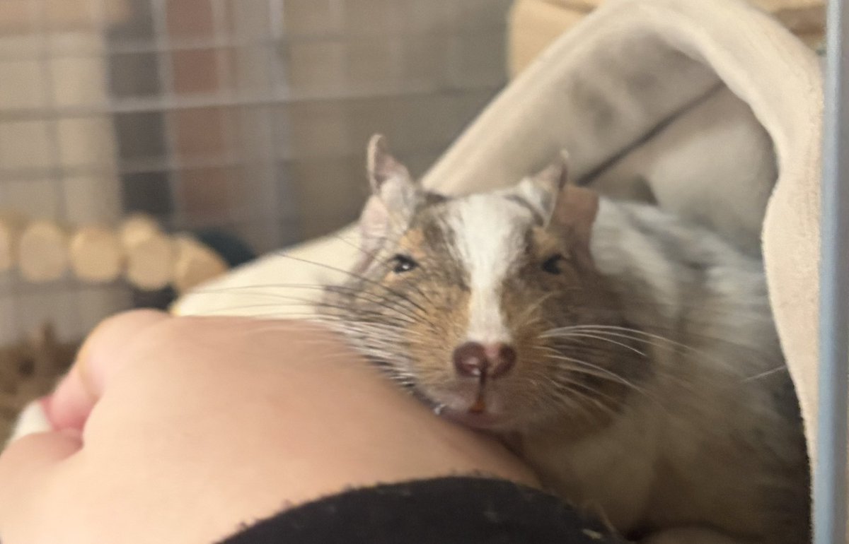 ぱぴぽ tweet media