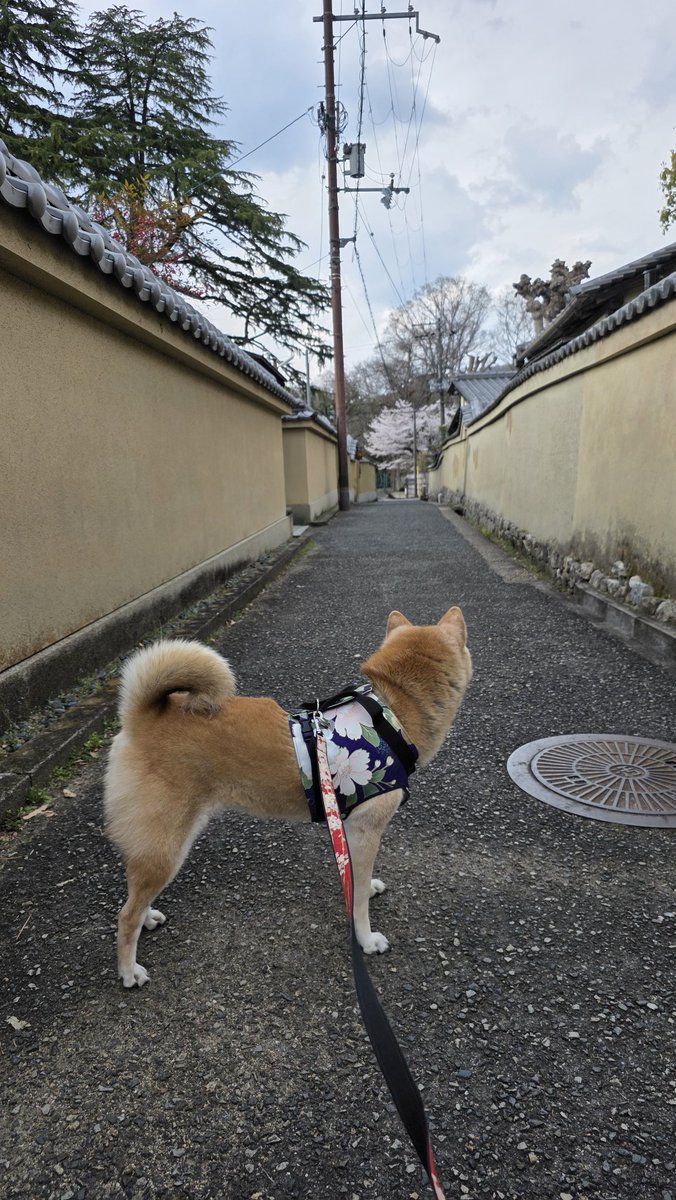 なつうり tweet media